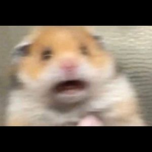 Meet your Posher, Gabe